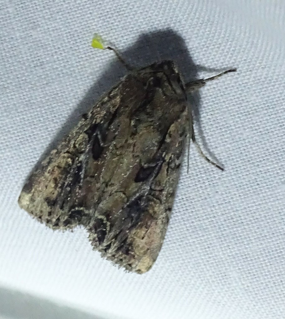 Atlantic Arches Moth