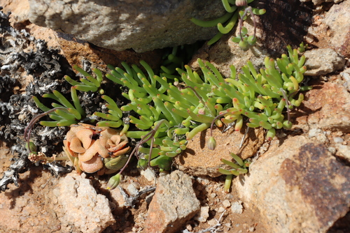 Crassula hemisphaerica