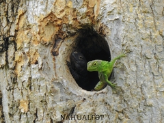 Bolivar Whorltail Iguana photo 2