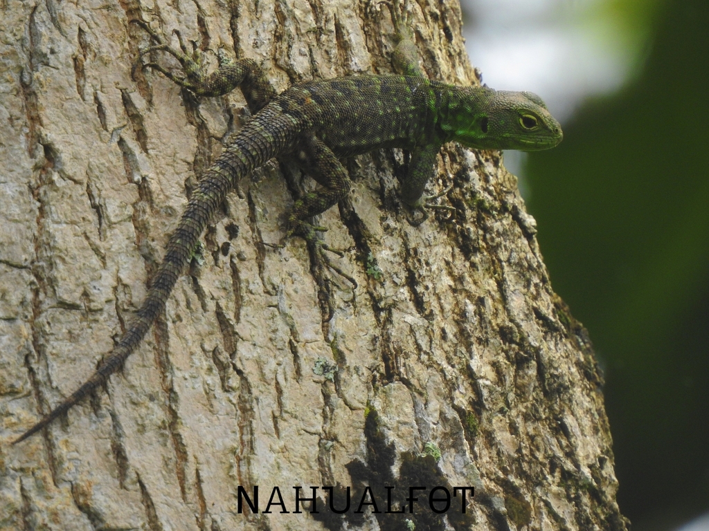 Bolivar Whorltail Iguana