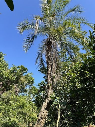 Foto de Tamareira-anã