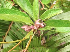 Clerodendrum fortunatum