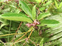 Clerodendrum fortunatum