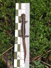 Pseudoeurycea leprosa