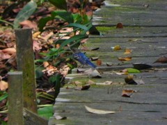 Cyornis turcosus
