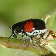 Megalostomis pyropyga