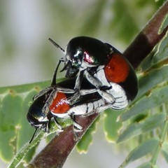 Megalostomis pyropyga