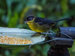 Bolivian Brush Finch photo 2