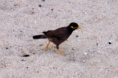 Acridotheres tristis