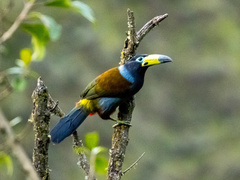 Hooded Mountain Toucan photo 2