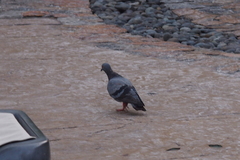 Columba livia domestica