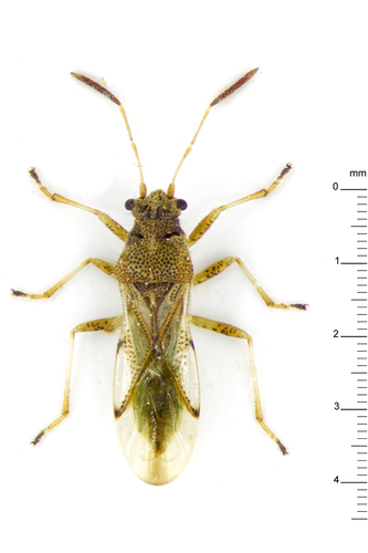 Genus Ninus · iNaturalist