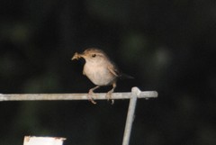 Troglodytes aedon parkmanii