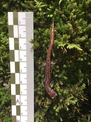 Pseudoeurycea leprosa