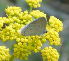 Celastrina echo cinerea