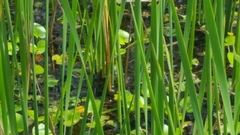 Lithobates catesbeianus