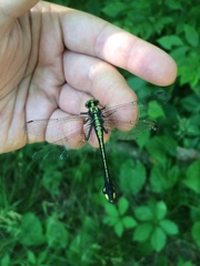 Gomphurus ventricosus