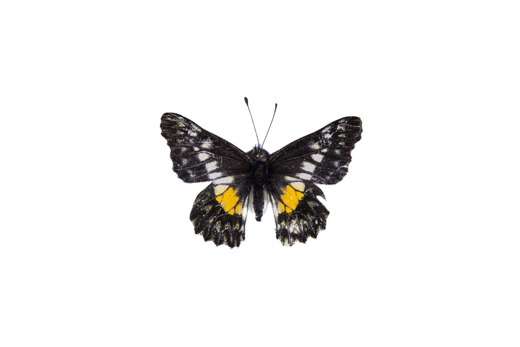 Catasticta chrysolopha
