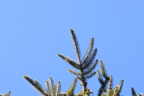 Taiwan spruce (Picea morrisonicola)