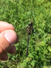 Somatochlora kennedyi