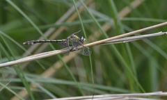 Ophiogomphus smithi