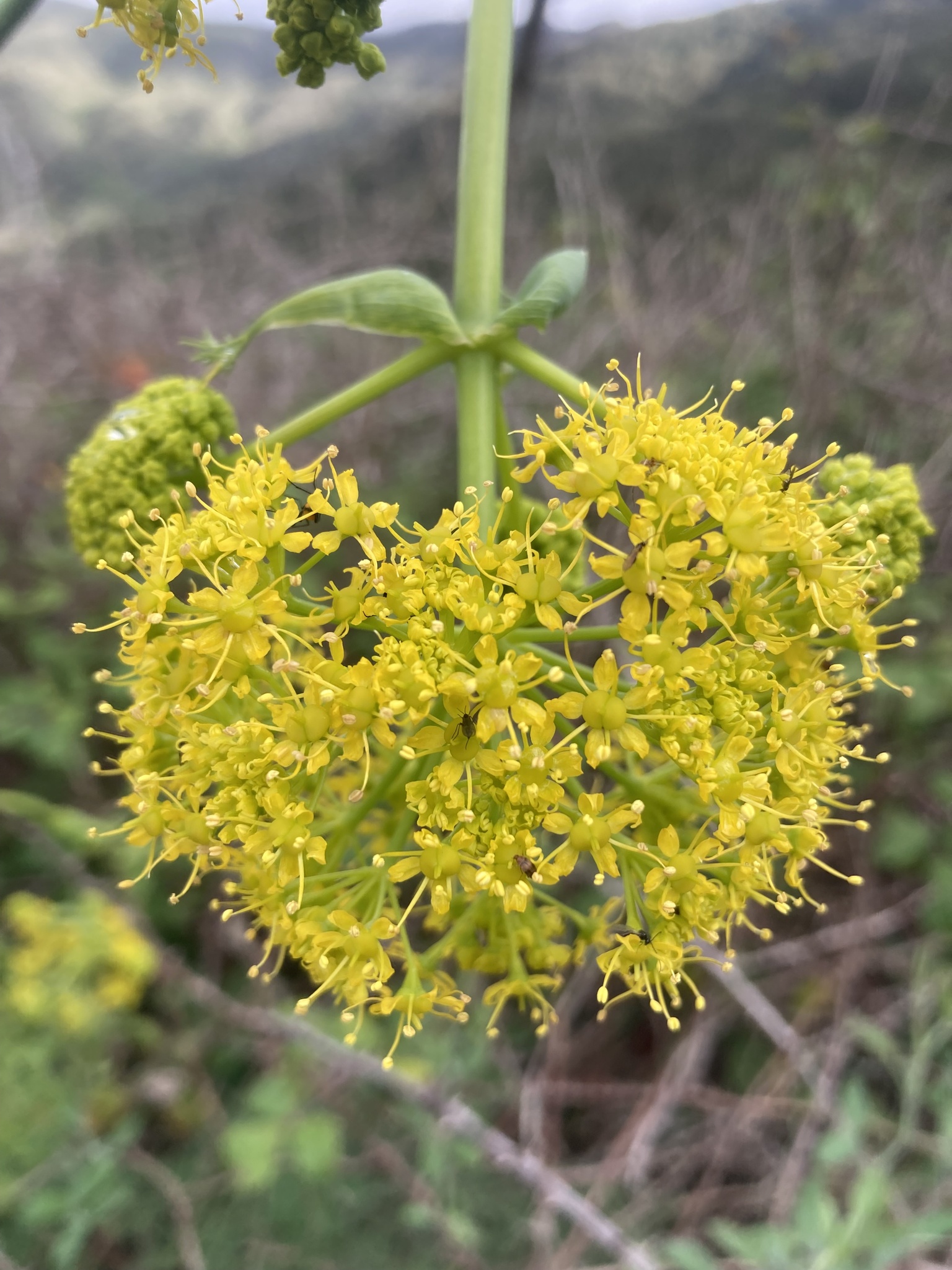 Cañabeja