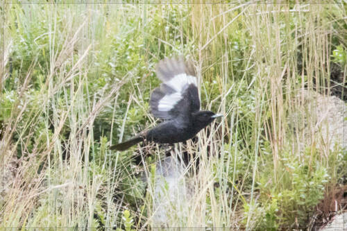 White-winged Black Tyrant (Knipolegus aterrimus), photo 9