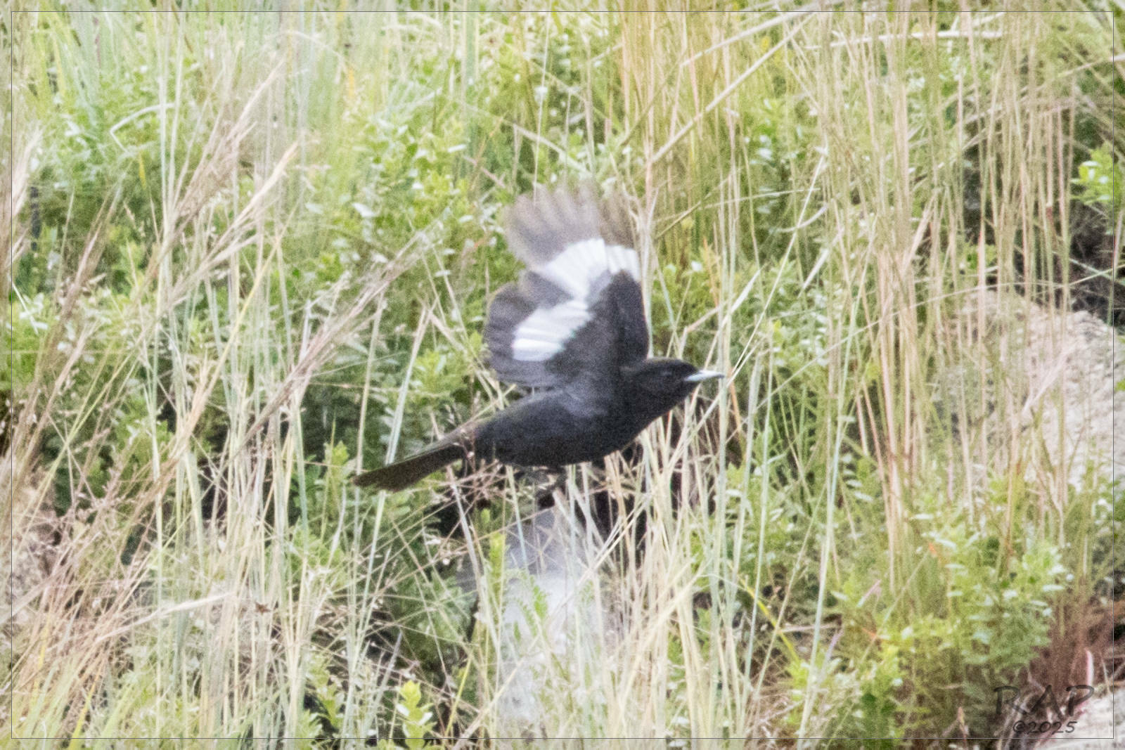 White-winged Black Tyrant (Knipolegus aterrimus), photo 7