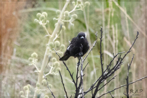 White-winged Black Tyrant (Knipolegus aterrimus), photo 8