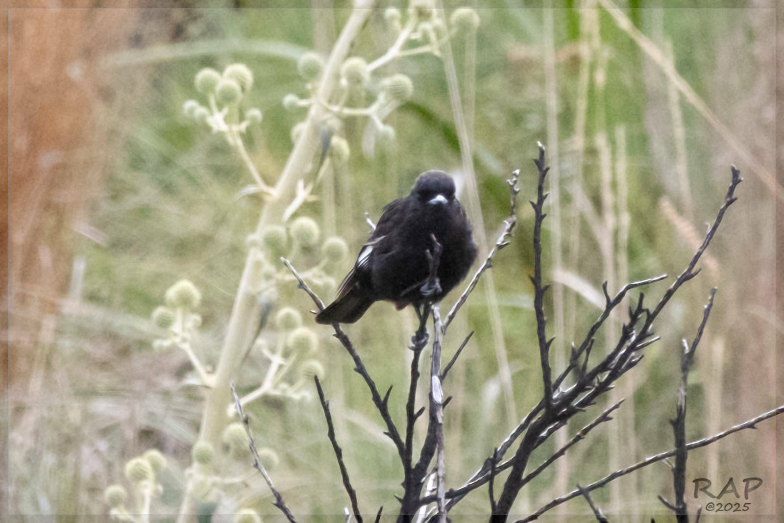 White-winged Black Tyrant (Knipolegus aterrimus), photo 6