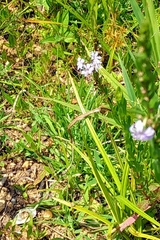Lythrum alatum lanceolatum