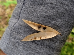 Lathyrus polyphyllus