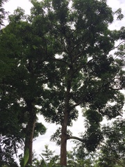 Alstonia
