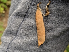 Lathyrus polyphyllus