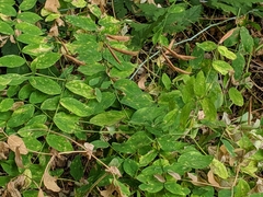 Lathyrus polyphyllus