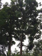 Alstonia