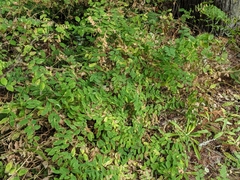 Lathyrus polyphyllus