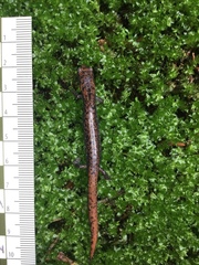 Pseudoeurycea leprosa