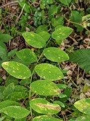 Lathyrus polyphyllus
