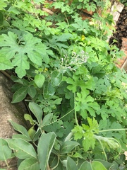 Vitex trifolia