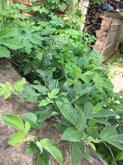 Vitex trifolia