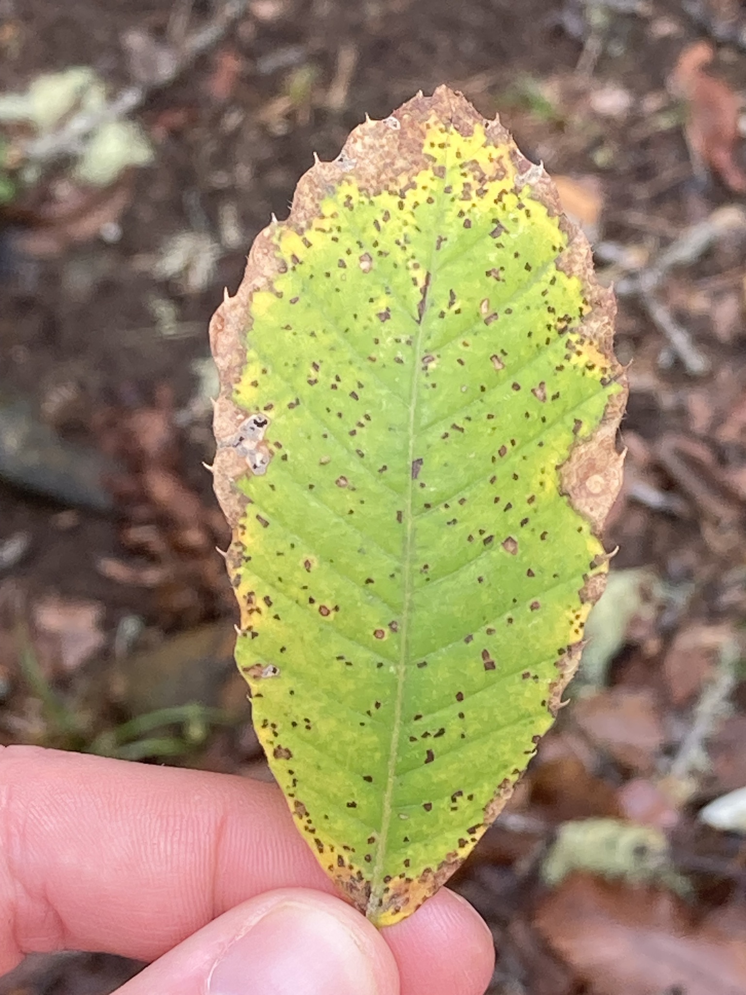 Castaño común