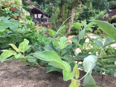 Vitex trifolia