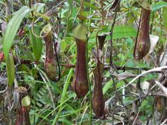 Nepenthes gracilis
