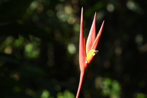 Heliconia osaensis (Heliconia osaensis)