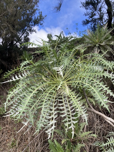 Sonchus canariensis (Sonchus canariensis)
