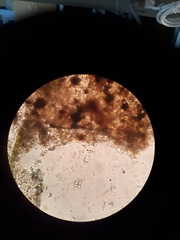 Anthophysa vegetans