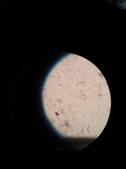 Anthophysa vegetans