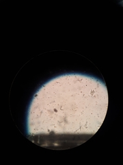 Anthophysa vegetans