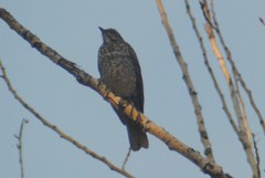 Turdus migratorius propinquus